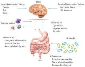 Melatonin and its Effect on Gut and Brain Health - Gutidentity