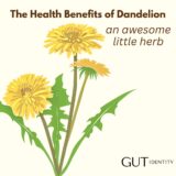 The Health Benefits of Dandelion by Gutidentity